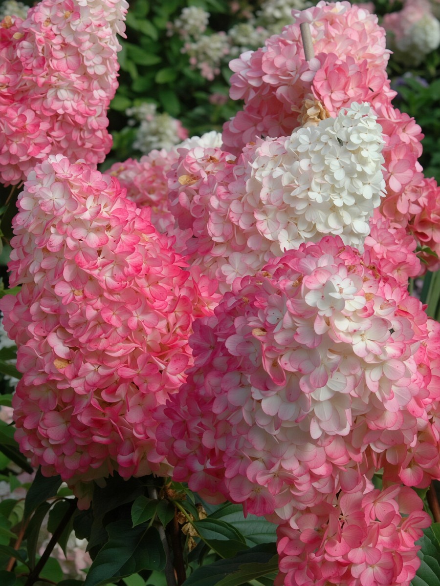 Гортензия метельчатая Ваниль Фрайз