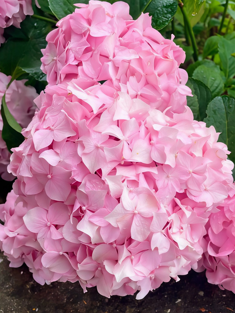 Гортензия крупнолистовая Со Лонг Рози/ЦКорЛюкс