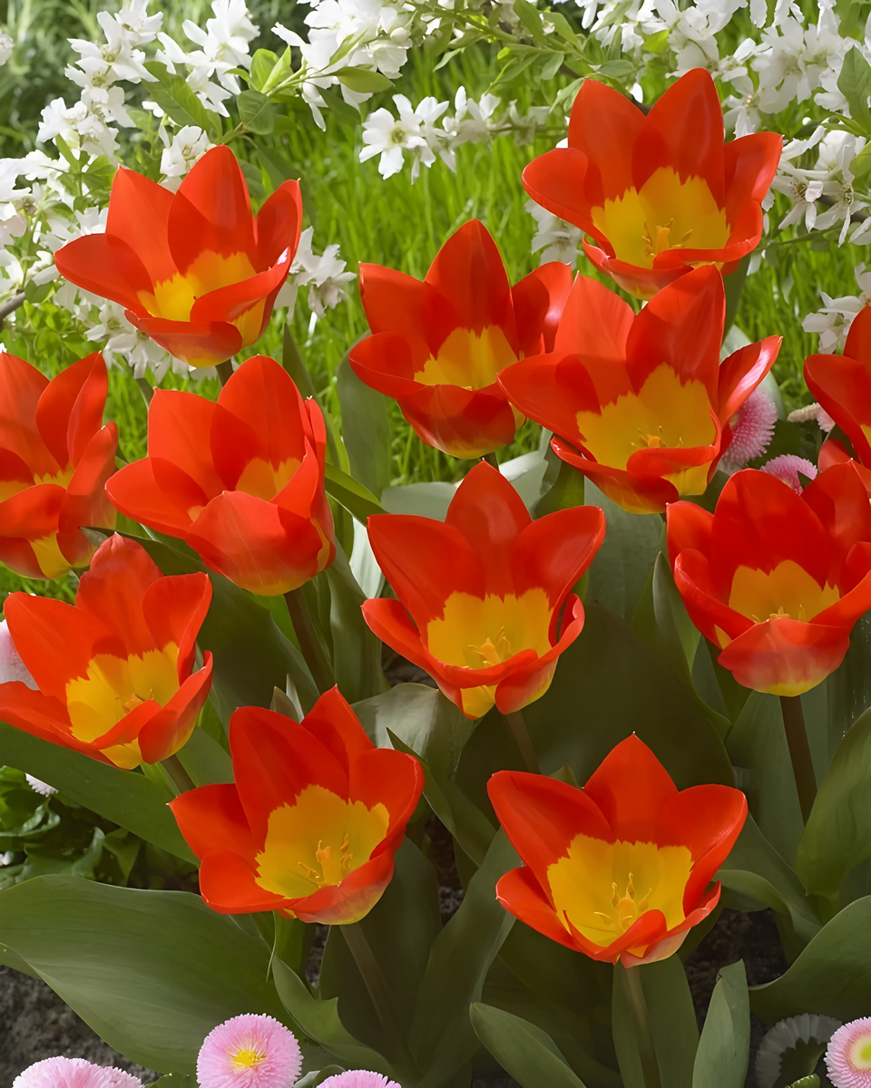 Тюльпан фостера Оракул, 11/12, 1 шт.