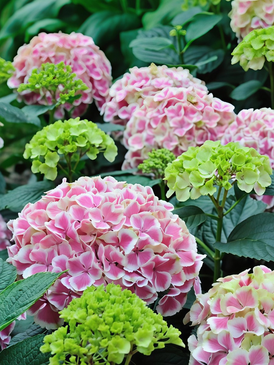 Гортензия крупнолистовая Пепперминт