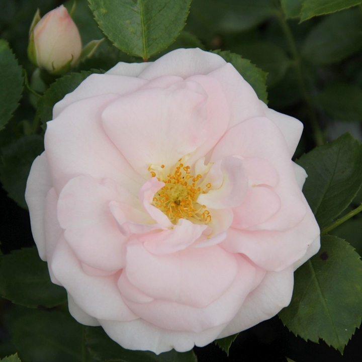 Роза флорибунда Аспирин