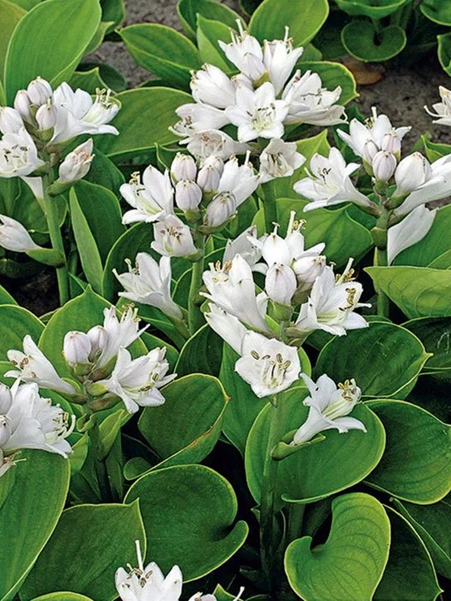 Хоста Монстр Иэрс, 1 шт.