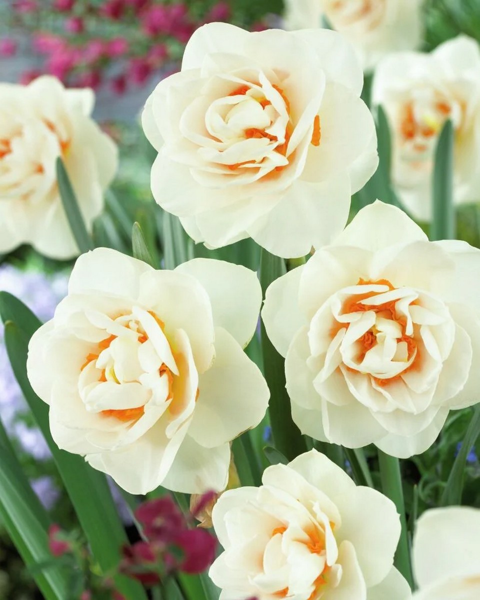 Нарцисс махровый Гай Табор, 12/14, 1 шт.