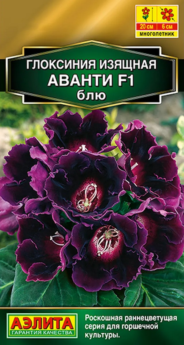 Глоксиния Аванти F1 блю, 5 шт.