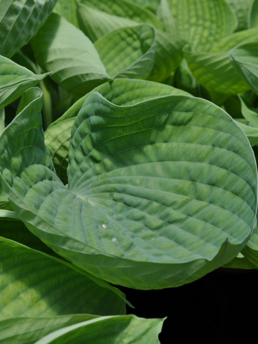 Хоста Абикуа Дринкинг Гаурд, 1 шт.