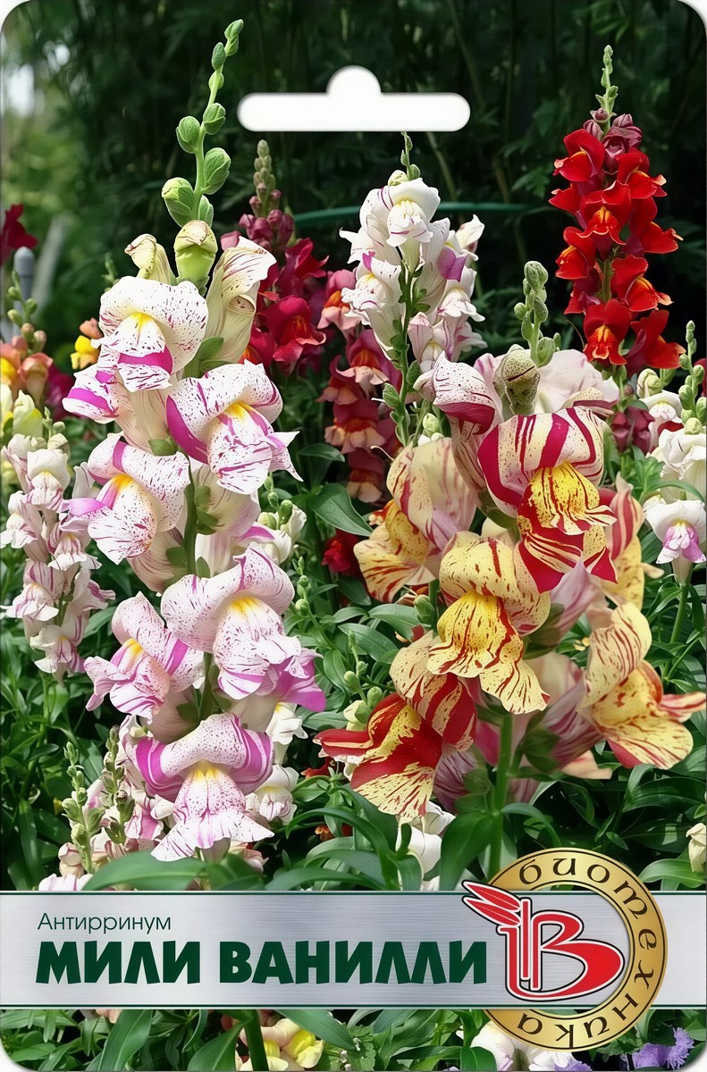 Антирринум Мили Ванилли F1, 0,02 г