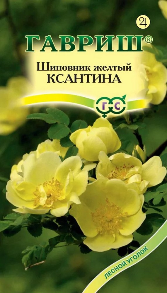 Шиповник желтый Ксантина, 0,1 г. Лесной уголок.