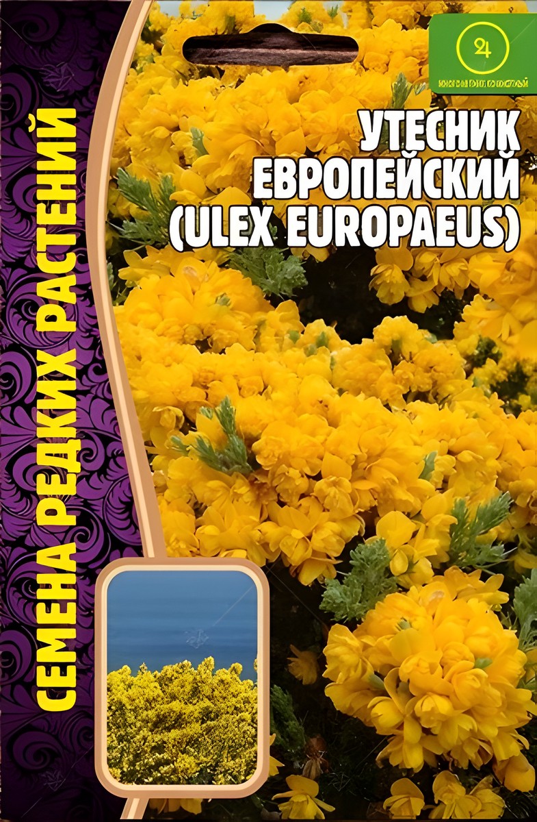 Утесник Европейский, 30 шт.