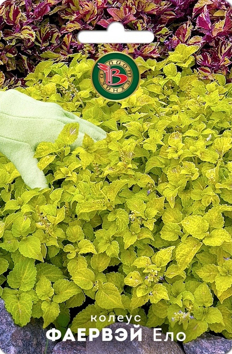 Колеус Фаервэй Ело, 10 шт. Биотехника