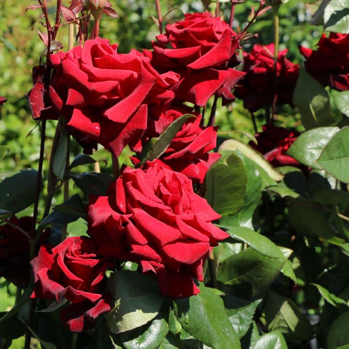 Роза чайно-гибридная Черная Магия/ЦКор