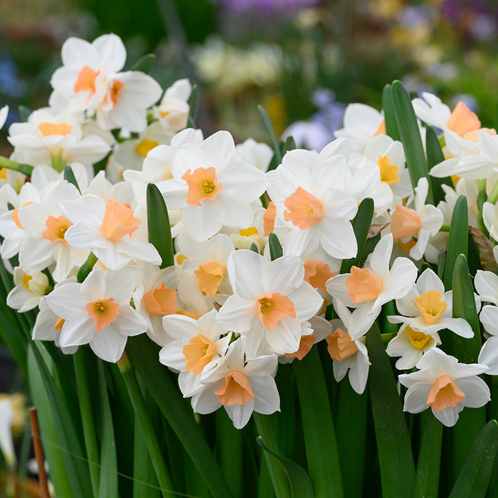 Нарцисс тацеттовидный Капити Пич, 12/14.