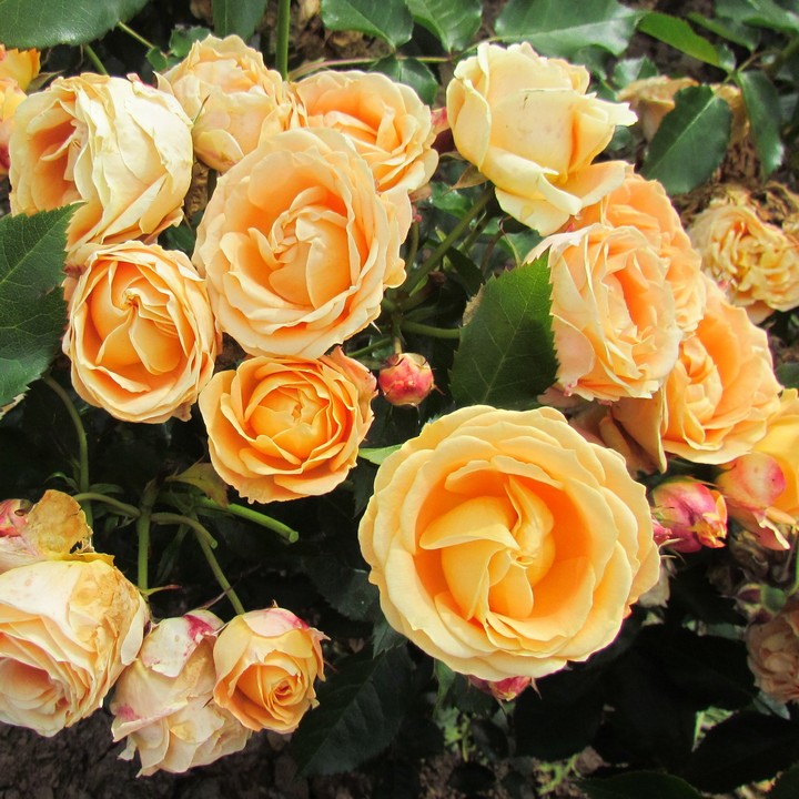 Роза флорибунда Дольче Вита/ЦКор