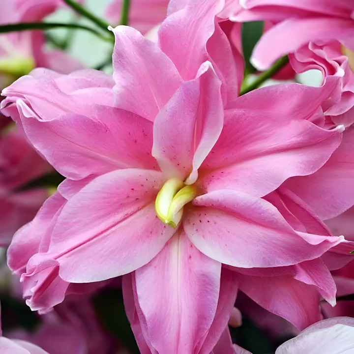 Лилия восточная махровая Лотус Джой, 1 шт.