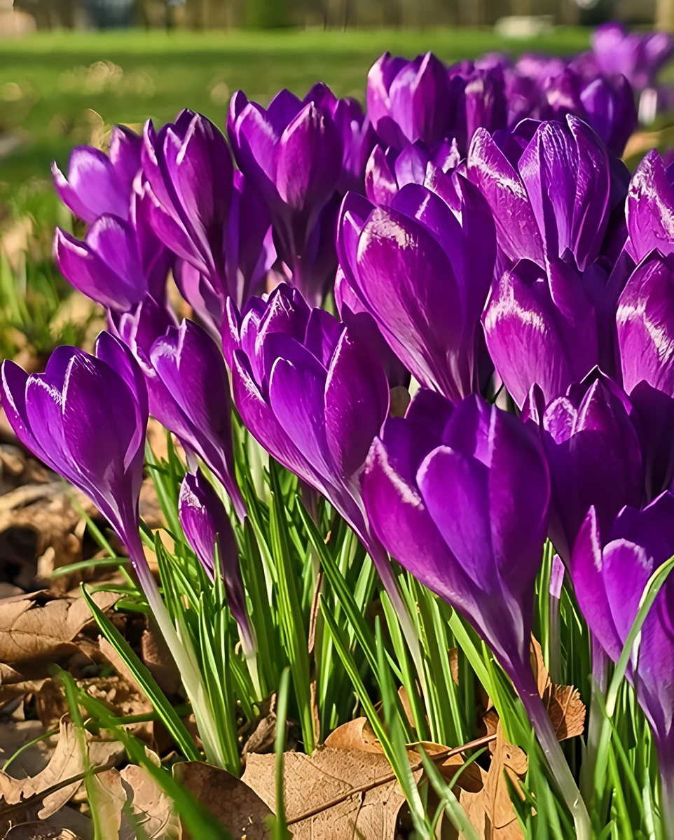 Крокус крупноцветковый Флауэр Рекорд, 7/8, 1 шт.