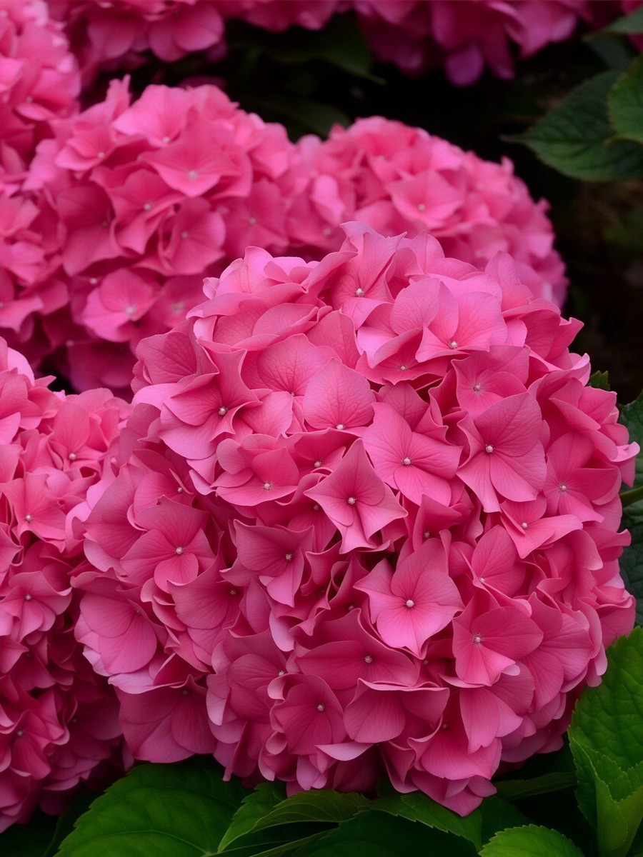 Гортензия крупнолистовая Со Лонг Рози/ЦКорЛюкс