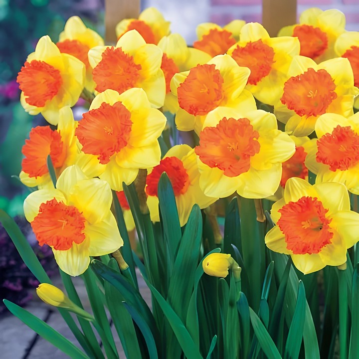 Нарцисс крупнокорончатый Капфайтер, 12/14, 1 шт.