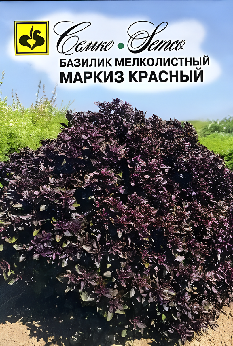 Базилик Маркиз красный, 20 шт.
