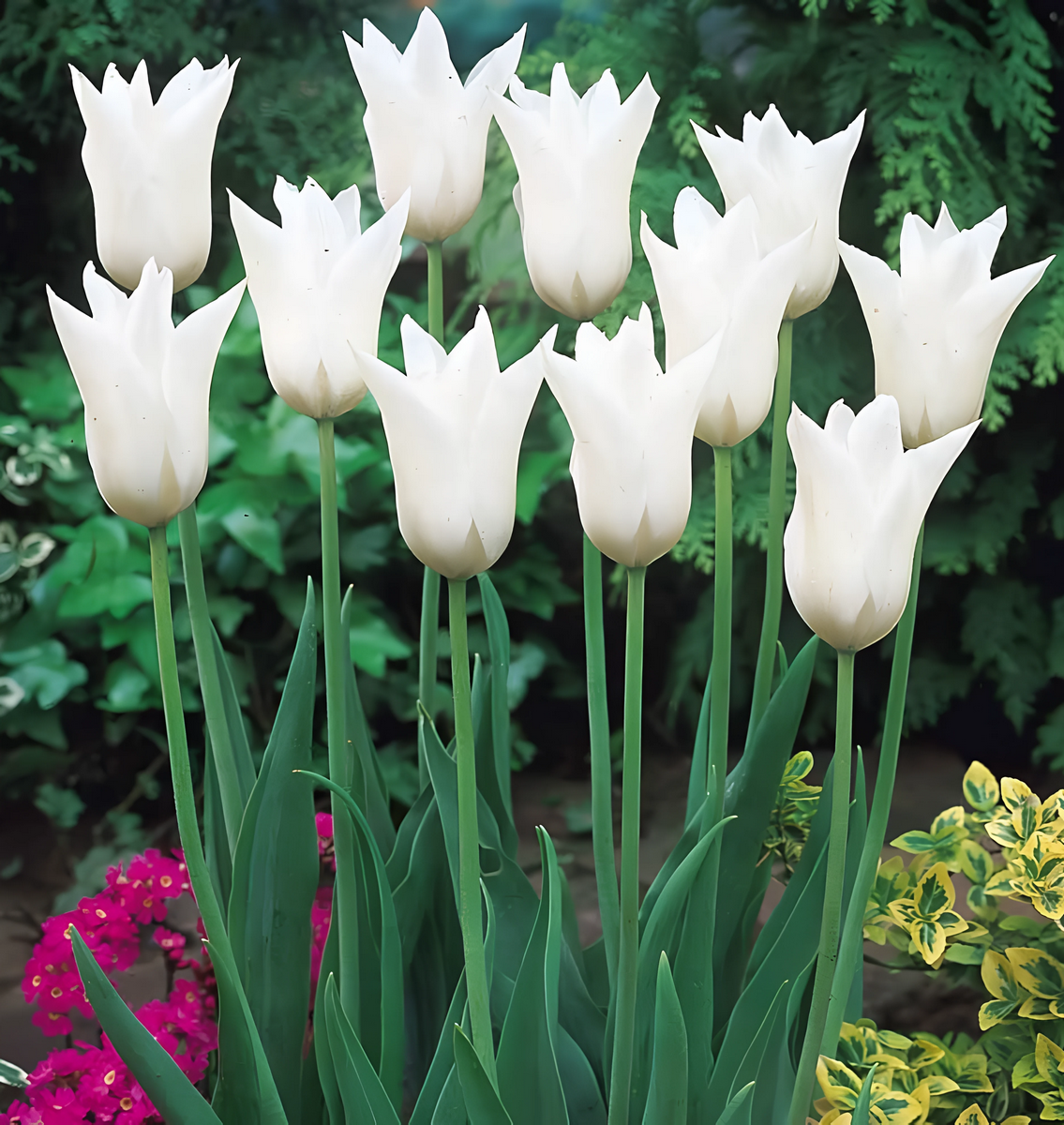 Тюльпан лилиецветный Баллада Уайт, 12/+, 1 шт.