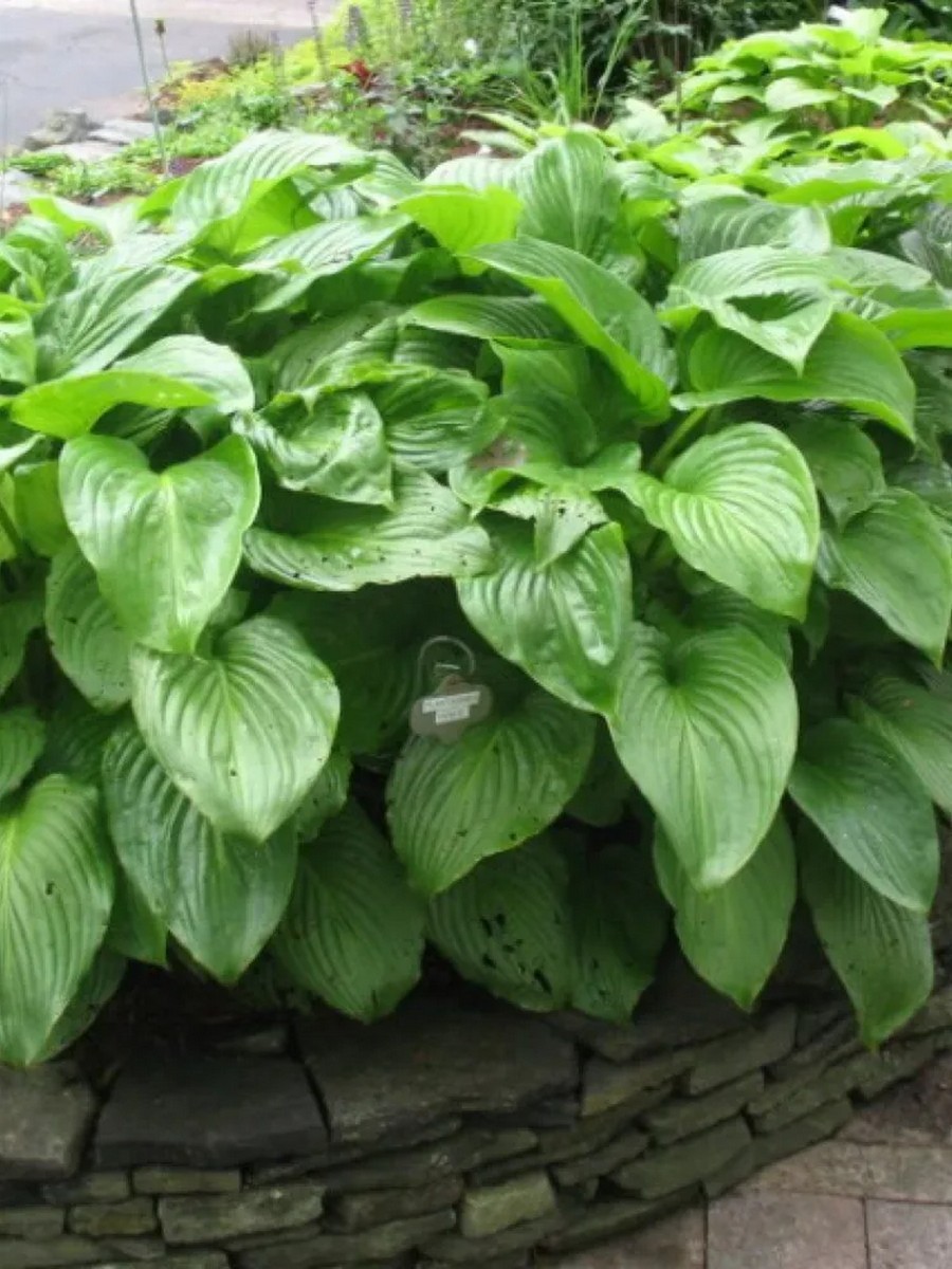 Хоста Плантагинеа Венус, 1 шт.