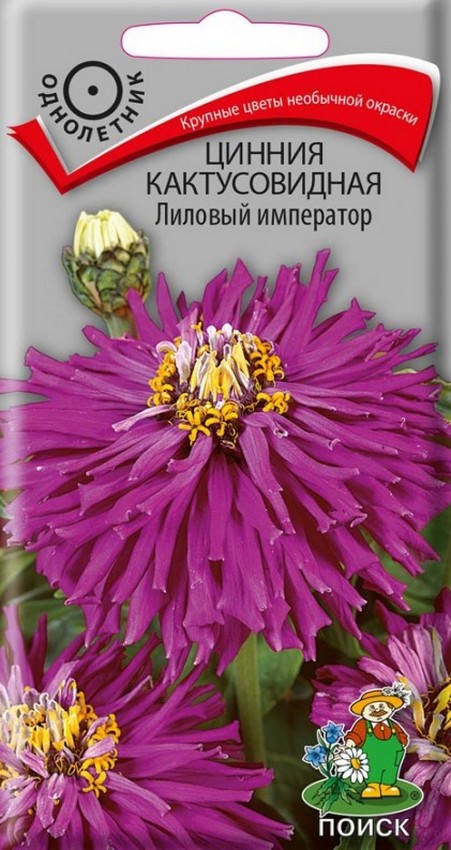 Цинния кактусовидная Лиловый император, 0,4 г