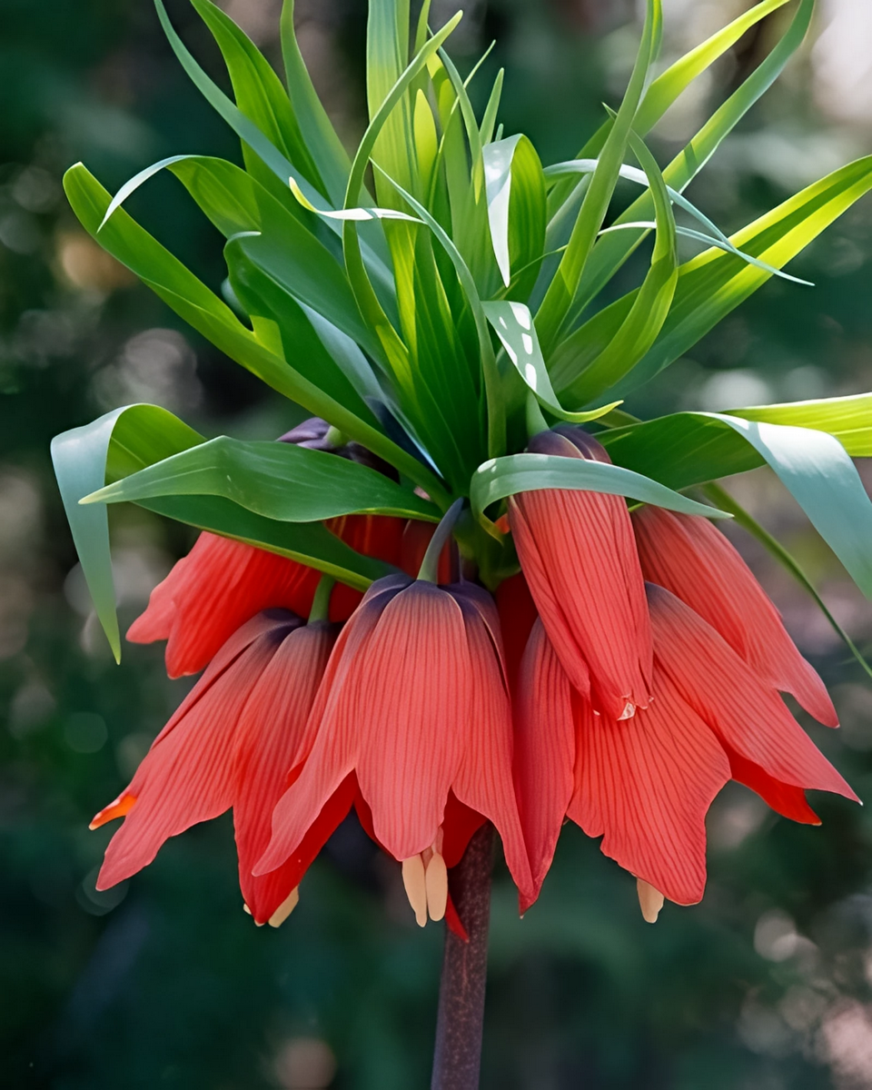 Фритиллярия Рубра Максима, 18/20, 1 шт.