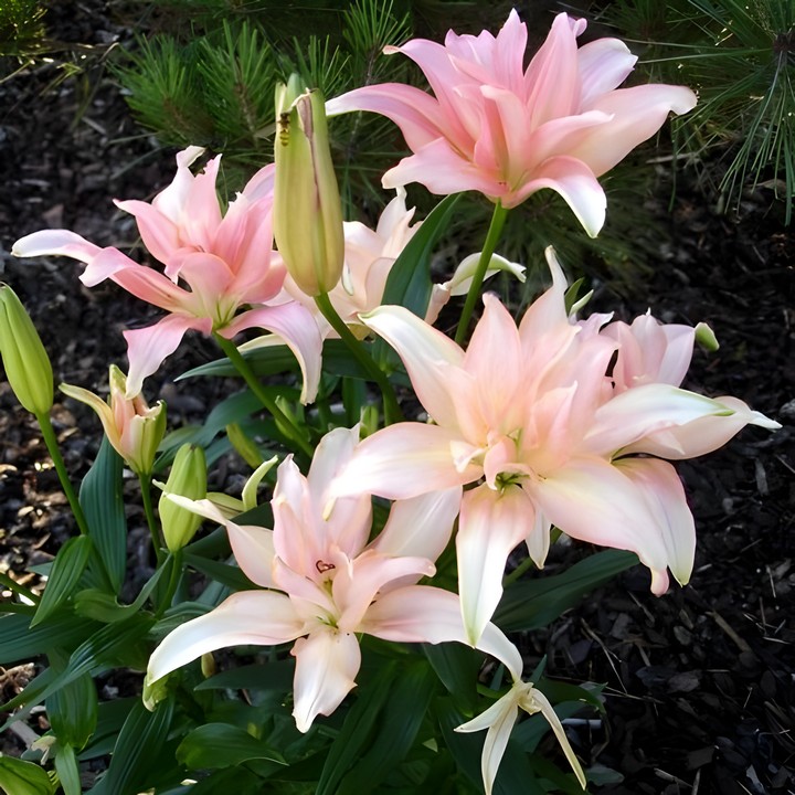 Лилия азиатская махровая Афродита, 12/14, 1 шт.