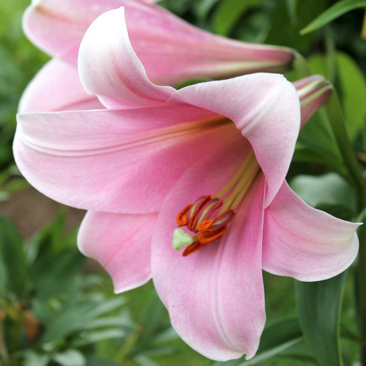 Лилия ЛО-гибрид Беллсонг, 12/14, 1 шт.