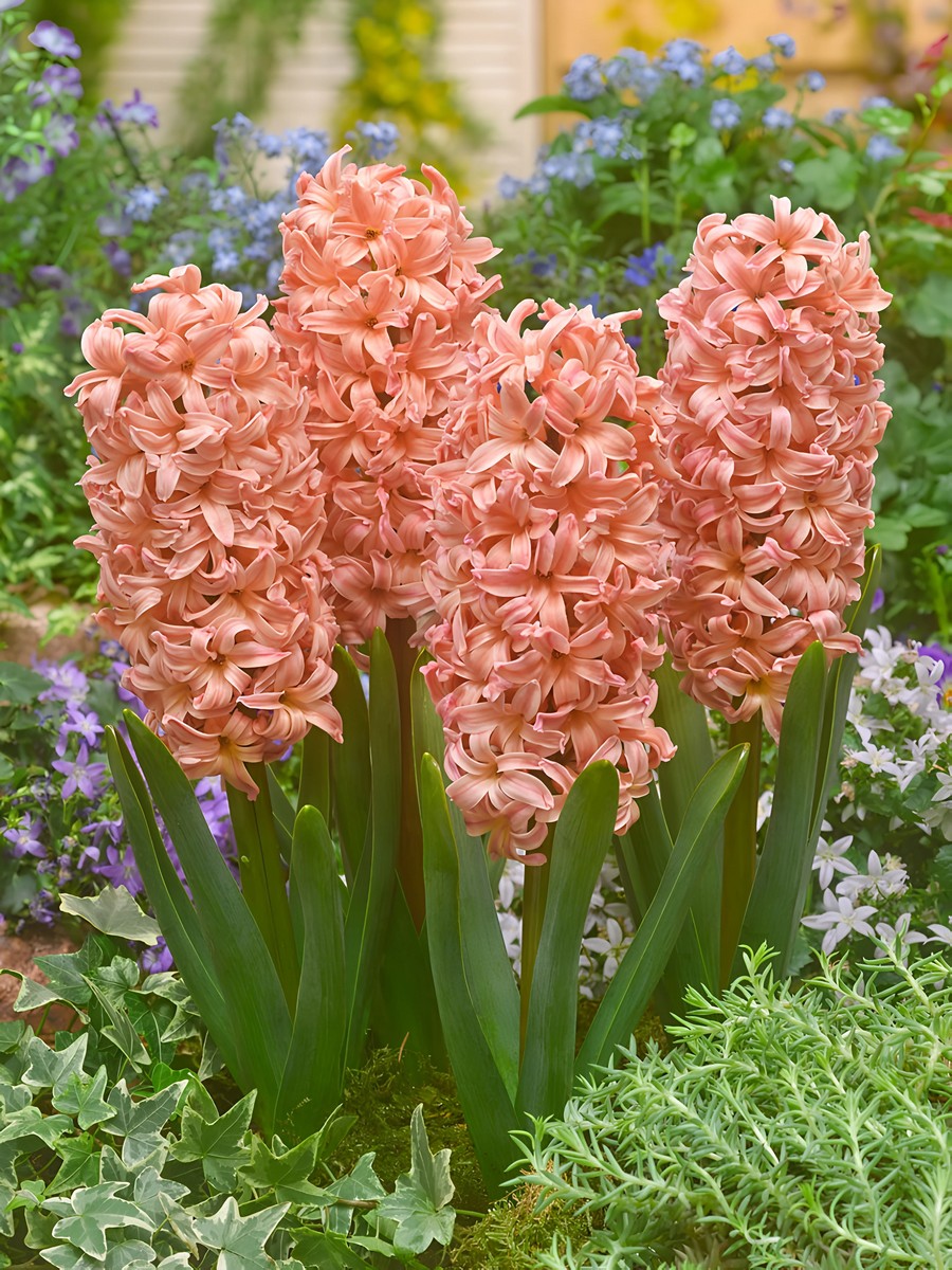 Гиацинт Джипси Куин, 18/20, 1 шт.