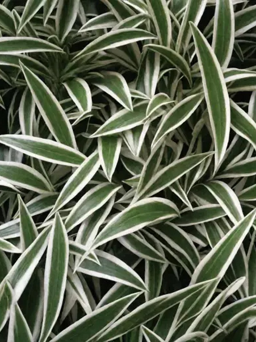 Хоста Сэндхилл Крейн, 1 шт.