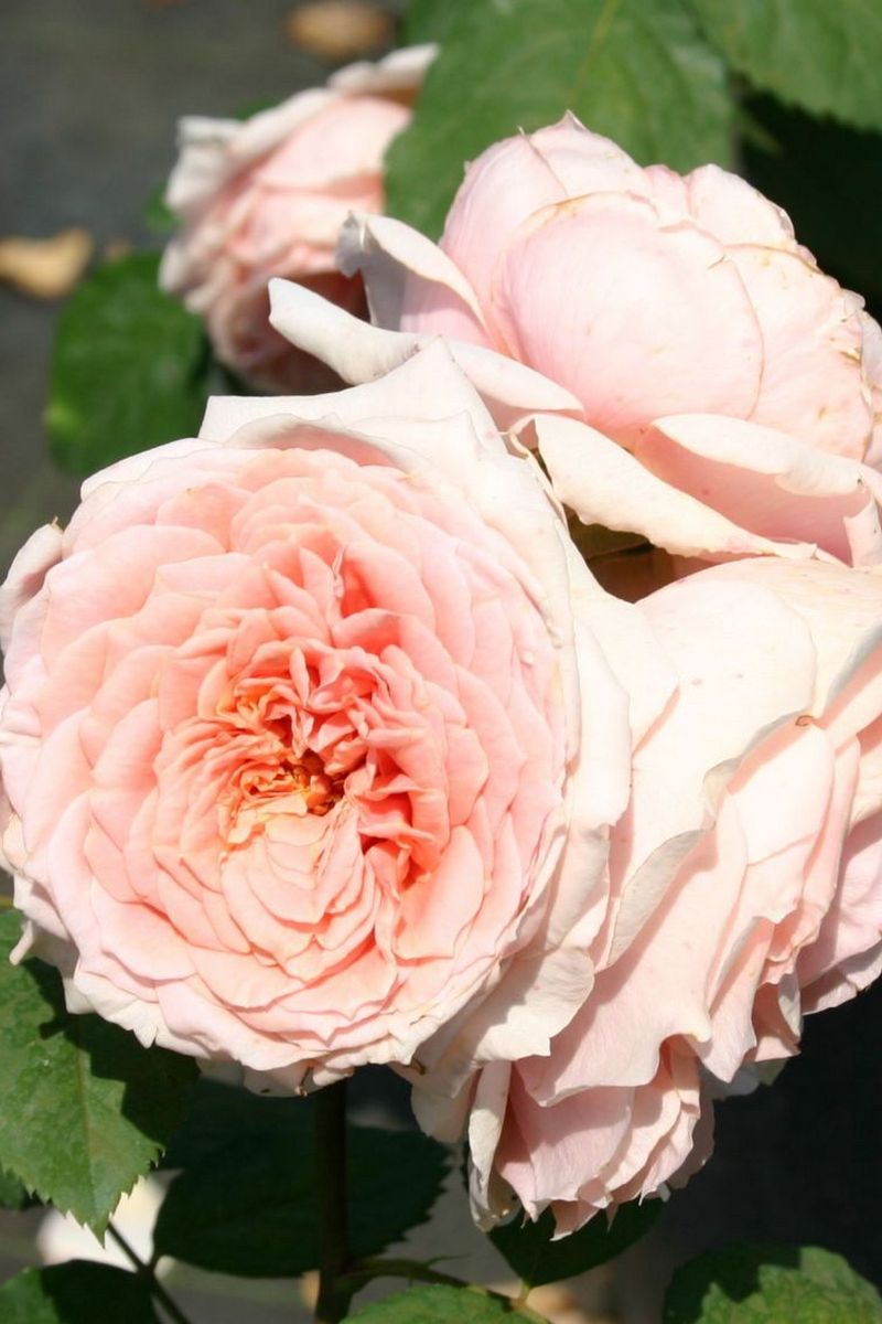 Роза Гийо парковая Поль Бокюз