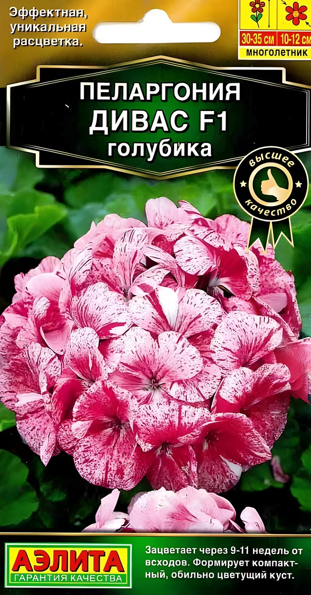 Пеларгония Дивас голубика, 3 шт.