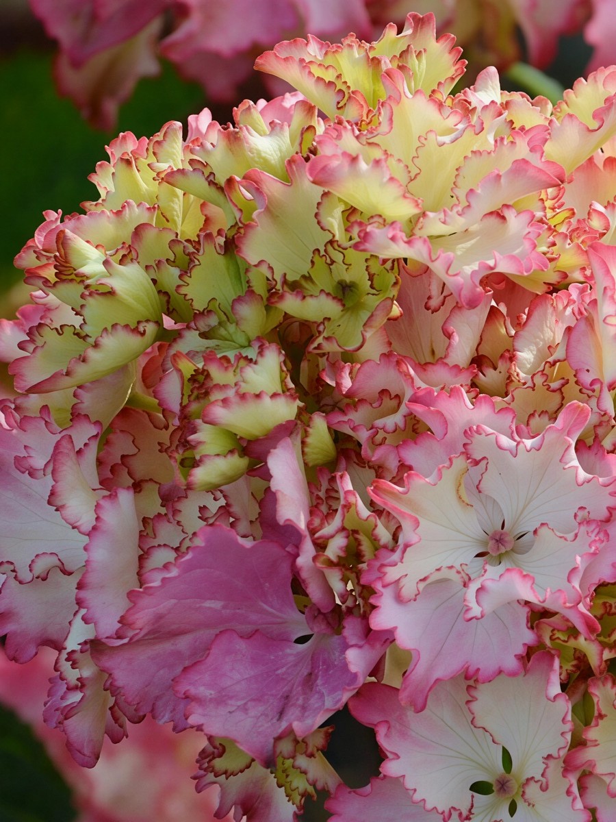 Гортензия крупнолистная Со Лонг Санни 