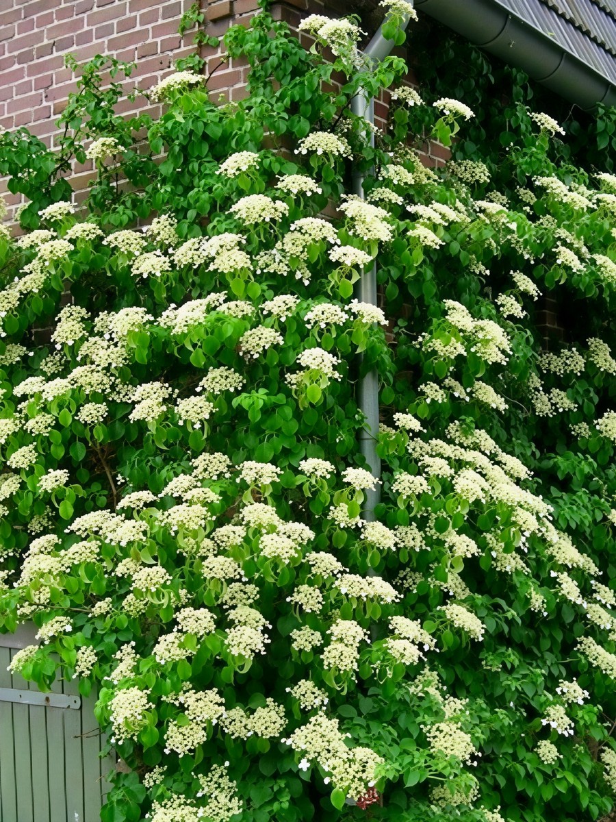 Гортензия черешковая Петиоларис