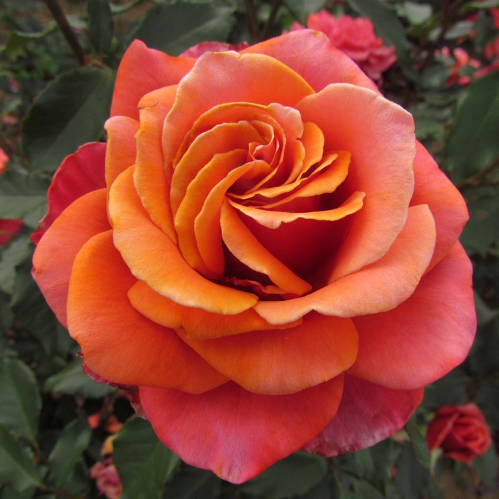 Роза чайно-гибридная Коппер Лайт/ЦКор