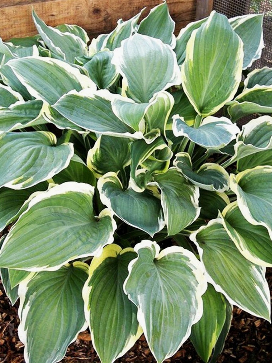 Хоста Айриш Айс, 1 шт.