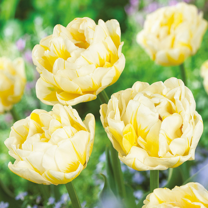 Тюльпан махровый поздний Флэминг Эвита, 11/12, 1 шт.