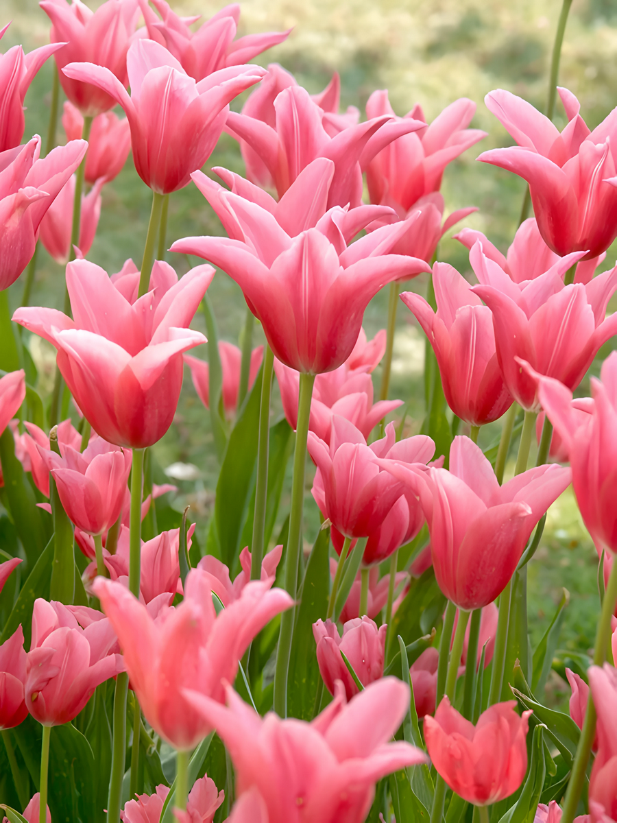 Тюльпан лилиецветный Мариетте, 11/12, 1 шт.