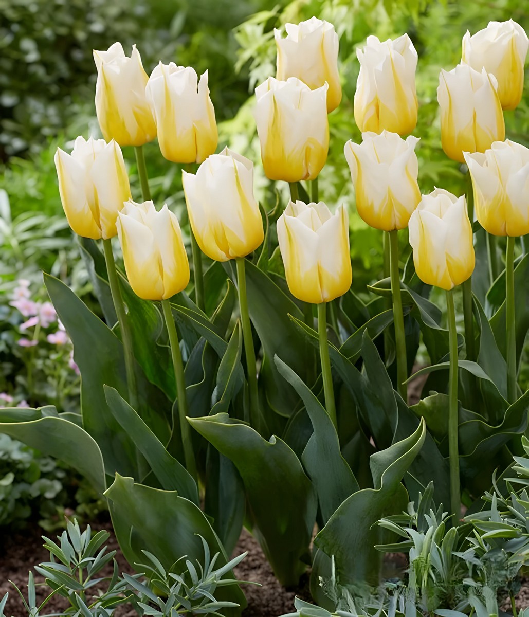 Тюльпан триумф Флэминг Аграсс, 11/12, 1 шт.