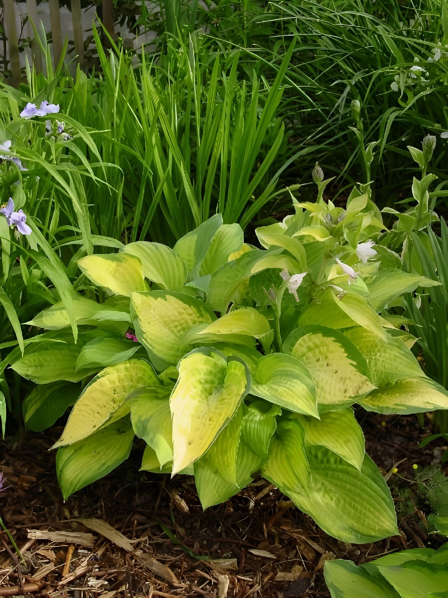 Хоста Веджвуд Голд, 1 шт.