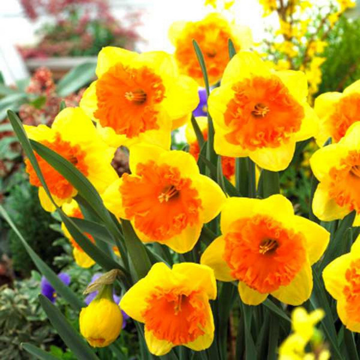 Нарцисс крупноцветковый гофрированный Брайт Корсаж, 12/14, 1 шт.