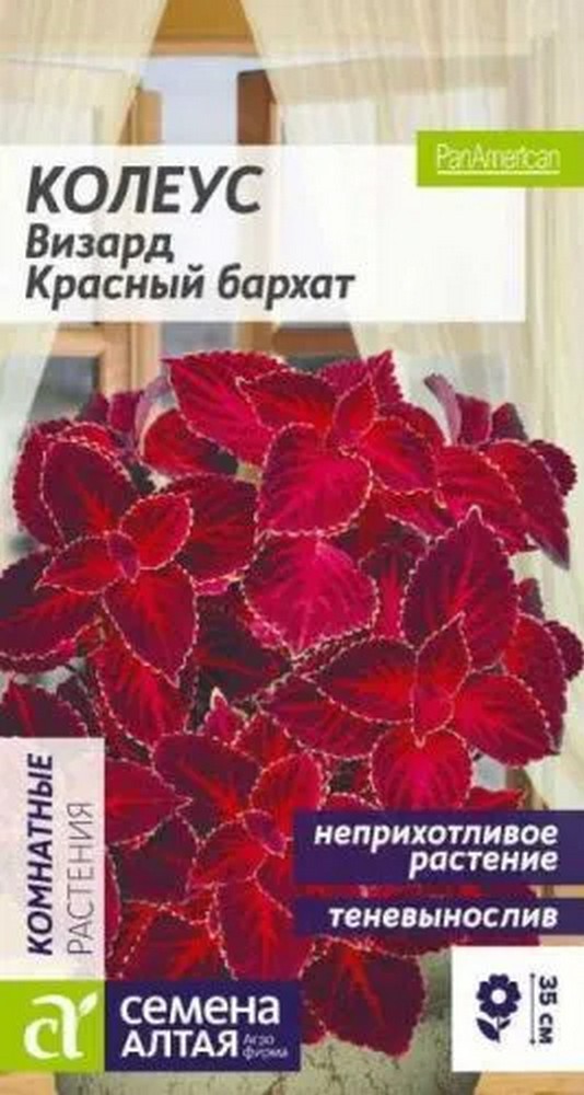 Колеус Визард Красный бархат, 8 шт. 