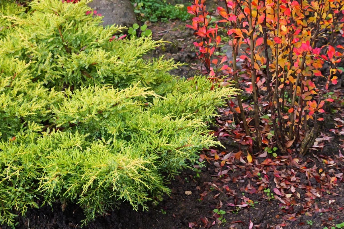 Уход за растениями на участке