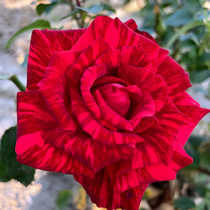 Роза чайно-гибридная Ред Интуишн