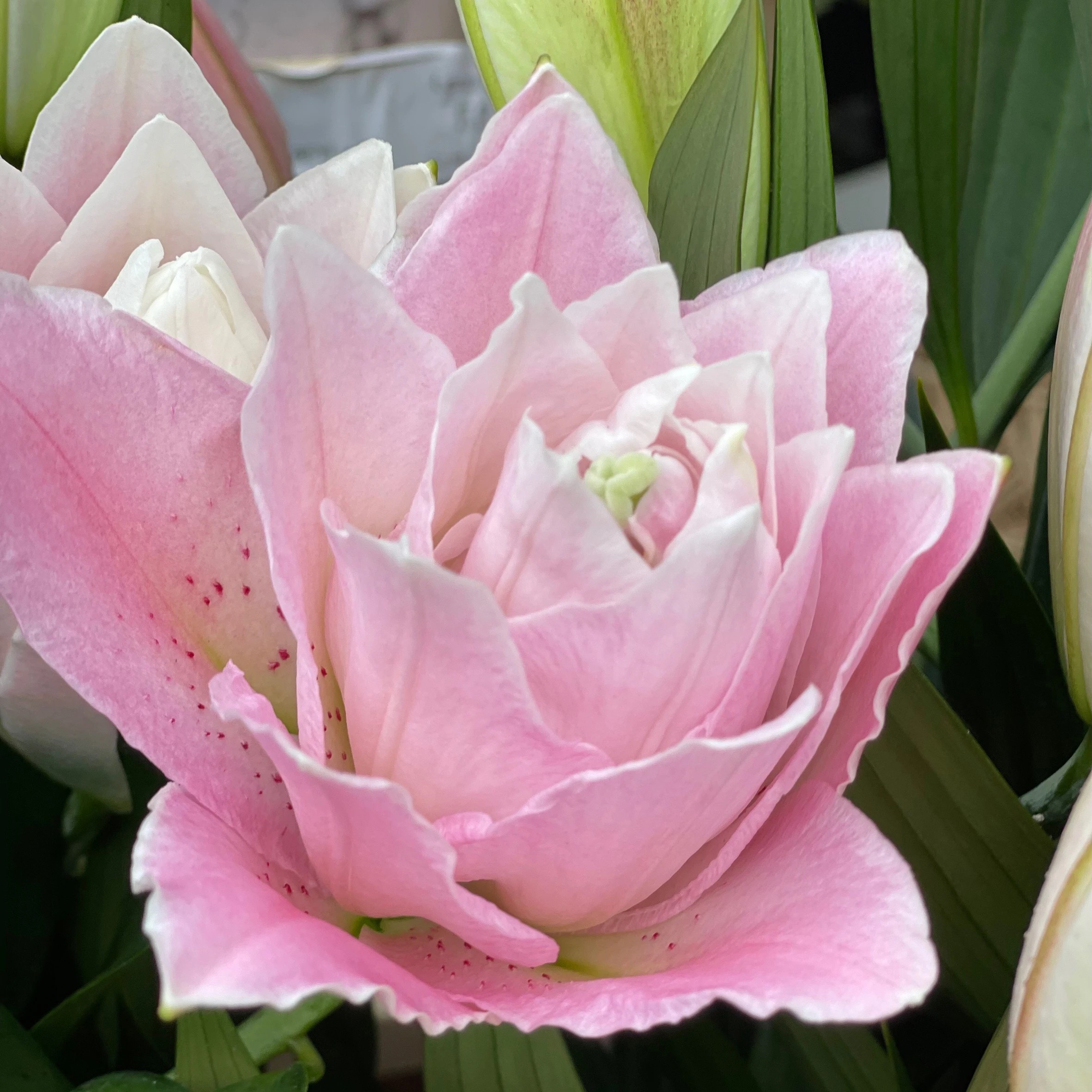 Лилия восточная махровая Roselily Аннушка, 1 шт.