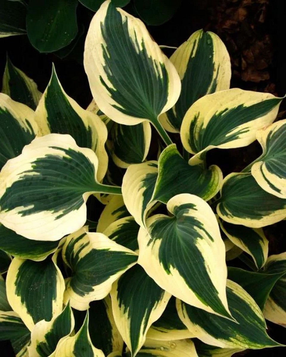 Хоста Фирн Лайн, 1 шт.