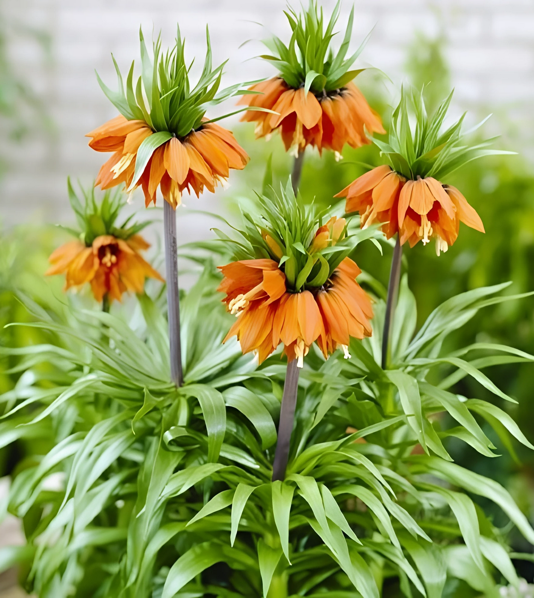 Фритиллярия Уильям Рэкс, 18/20, 1 шт.