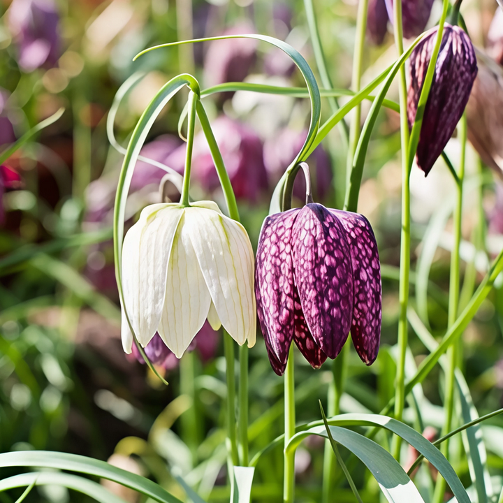 Фритиллярия Мелеагрис, смесь, 5/6, 1 шт.