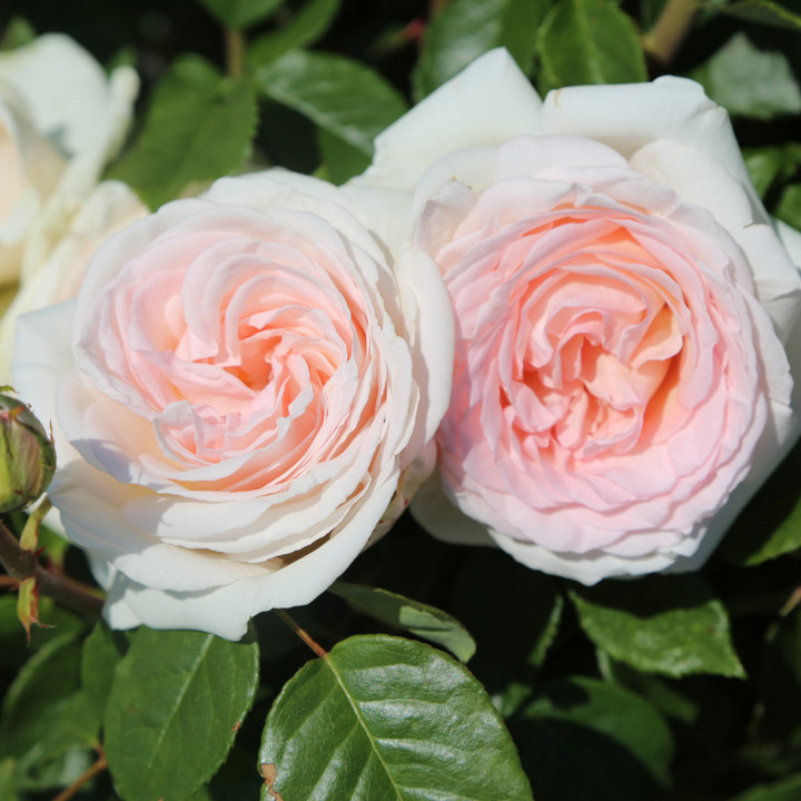 Роза Мейян чайно-гибридная Александр Пушкин (Принц Жардиньер)/ЦКорЛюкс