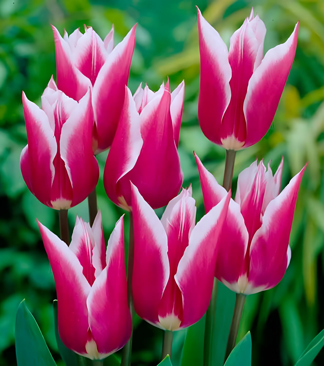 Тюльпан лилиецветный Клавдия, 11/12, 1 шт.