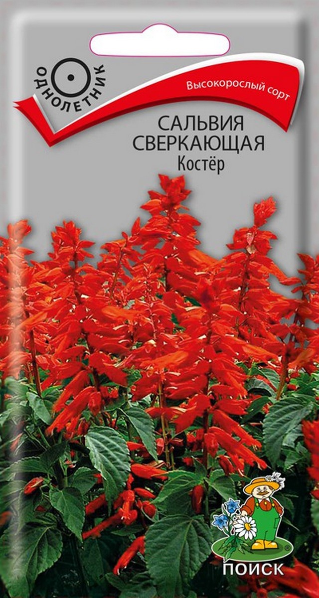 Сальвия сверкающая Костёр, 0,1 г